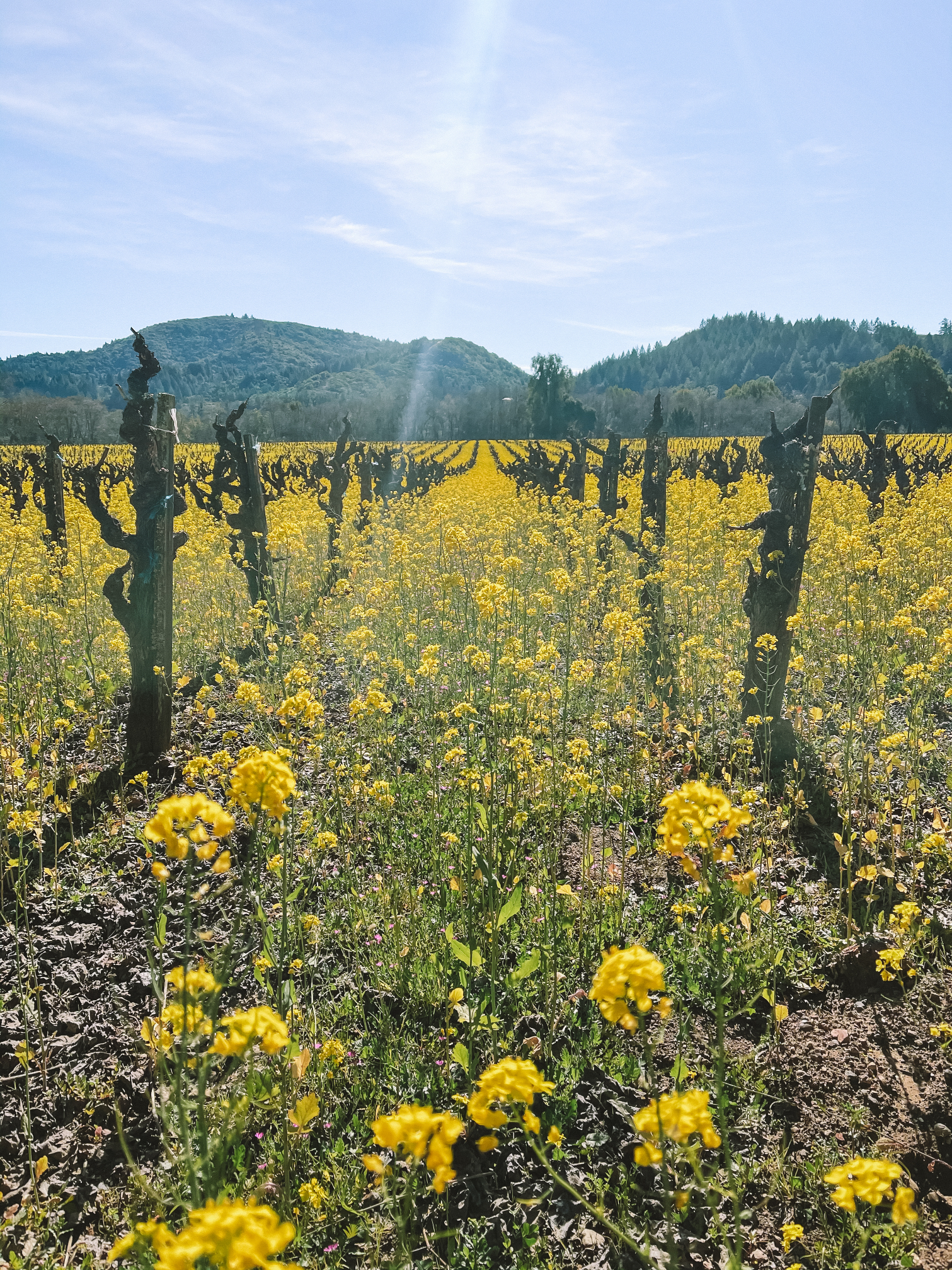 Bianca Broos - Mustard Field Images - February 2021 - 2